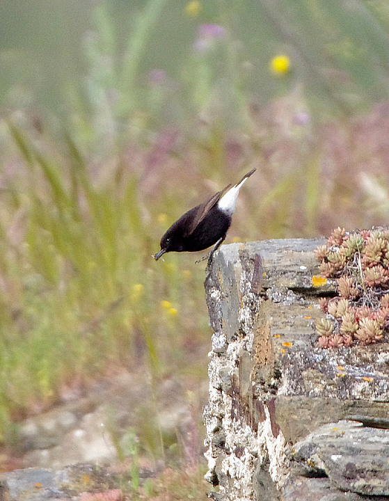 BLACK WHEATEAR . ALCANTARA . SPAIN . 2 . 5 . 2018