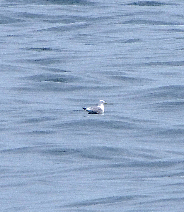 KITTIWAKE . LUNDY ISLAND TO BIDEFORD . DEVON . ENGLAND . 20 . 5 . 2018