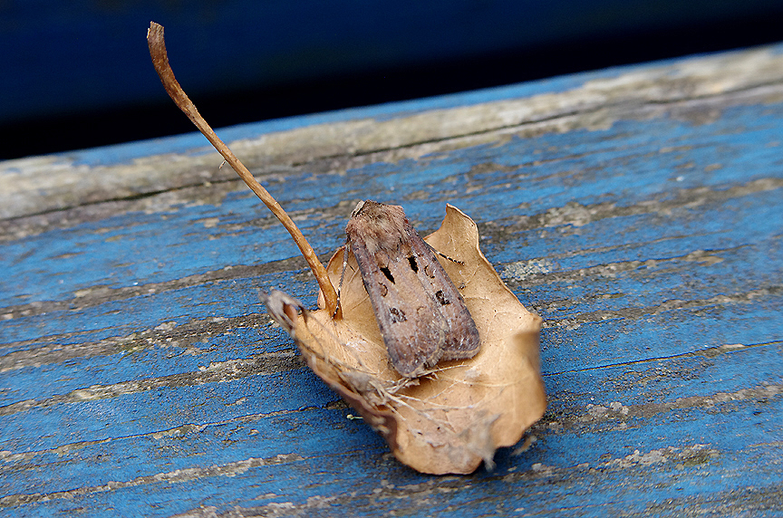 HEART AND DART . EXMOUTH . DEVON . 9 . 6 . 2018