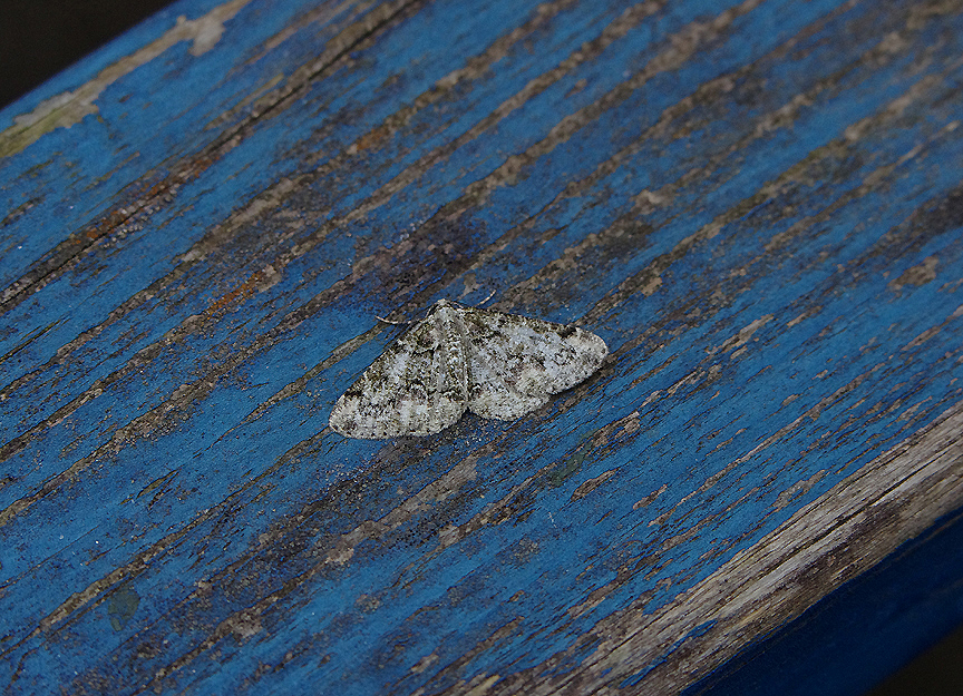 BRUSSELS LACE . EXMOUTH . DEVON . 17 . 6 . 2018