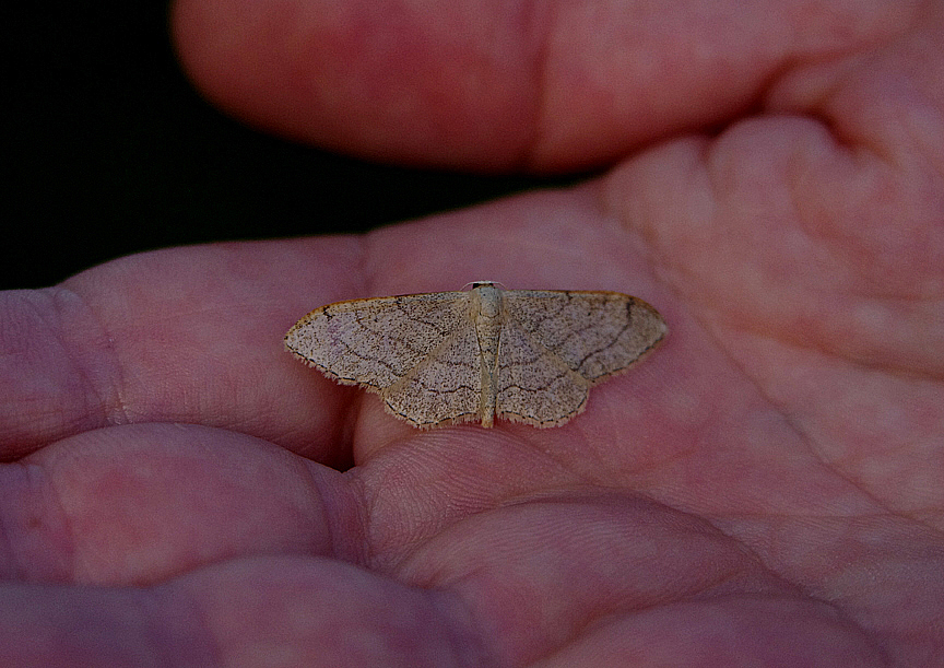 RIBAND WAVE ( Idaea aversata ) . EXMOUTH . DEVON . 23 . 6 . 2018.JPG