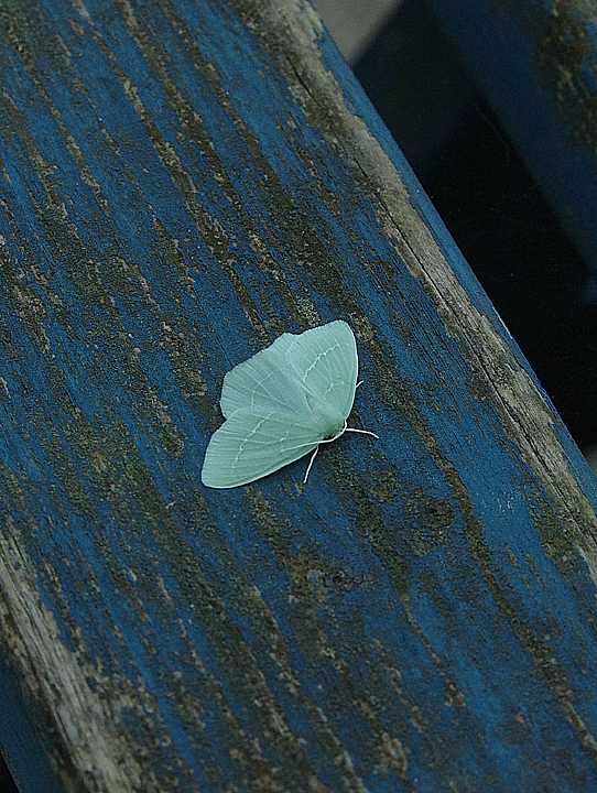 SMALL EMERALD ( Hemistola chrysoprasaria ) . EXMOUTH . DEVON . 7 . 7 . 2018.JPG