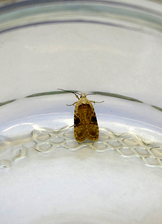 HEMLOCK MOTH ( Agonopterix alstromeriana ) . TOPSHAM . DEVON . 10 . 7 . 2018