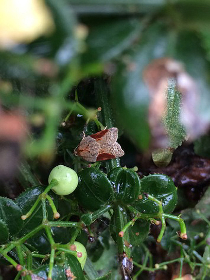 DARK-TRIANGLE BUTTON ( Acleris laterna ) . ORCOMBE POINT . DEVON . 17 . 8 . 2017