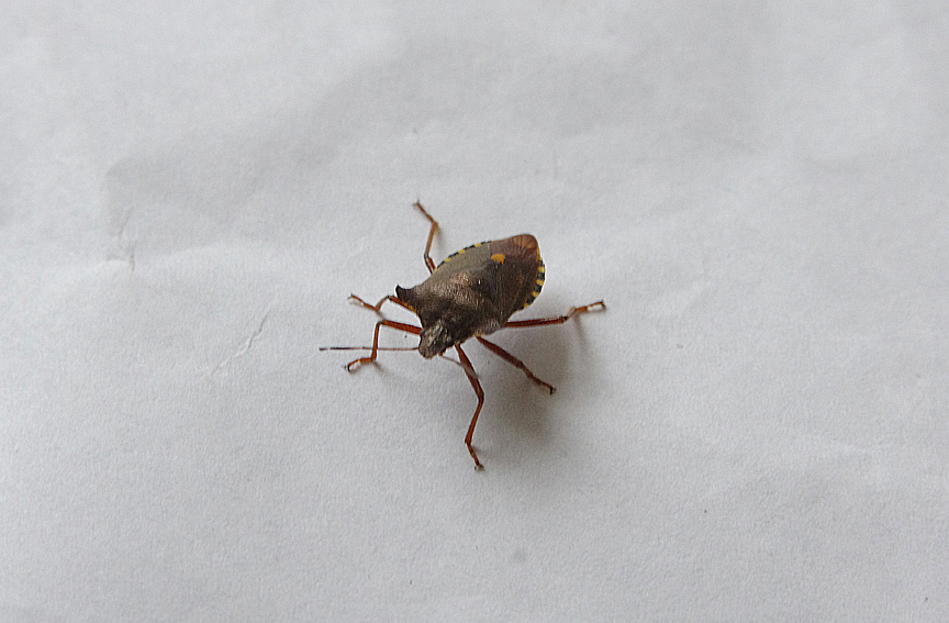 FOREST BUG ( Pentatoma rufipes ) , TOPSHAM , DEVON , 3 , 8 , 2018.JPG