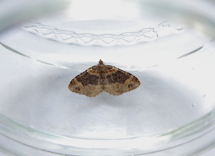 DARK BARRED TWIN-SPOT CARPET ( Xanthorhoe ferrugata ) . TOPSHAM . DEVON . 14 . 8 . 2018.JPG