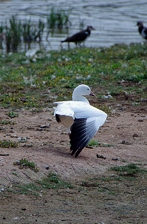 SNOW GOOSE . BOWLING GREEN MARSH . TOPSHAM . DEVON . ENGLAND . 19 / 8 / 2018