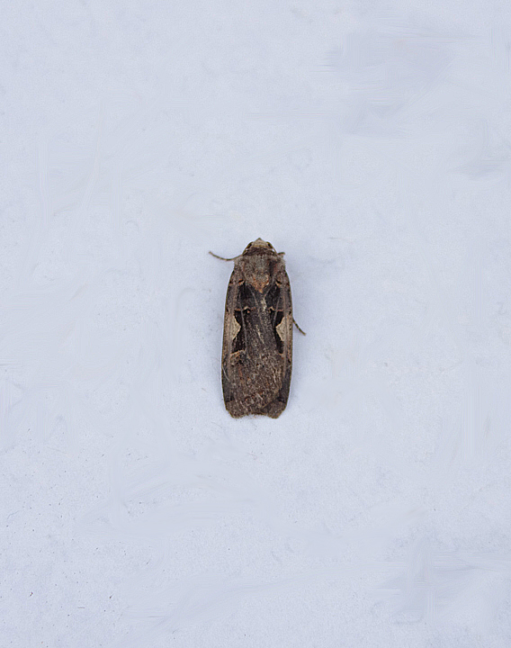 SETACEOUS HEBREW CHARACTER ( Xestia c-nigrum , TOPSHAM , DEVON , 23 , 8 , 2018