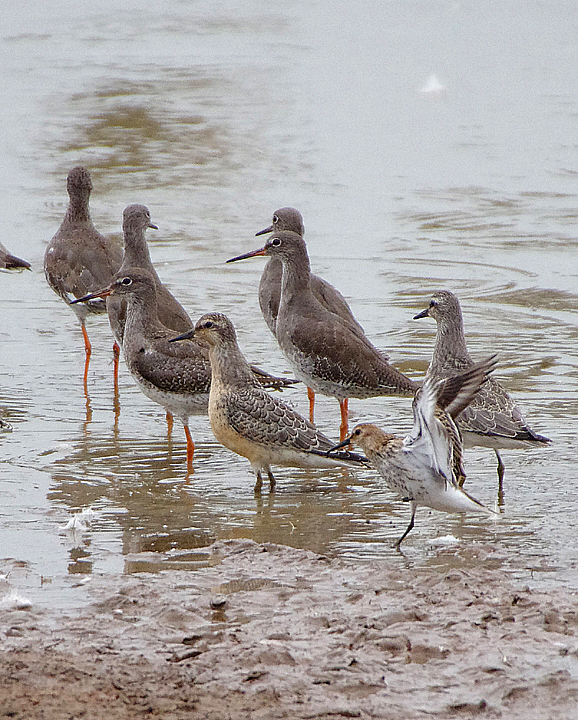 RED KNOT . BOWLING GREEN MARSH . TOPSHAM . DEVON . ENGLAND . 28 / 8 / 2018