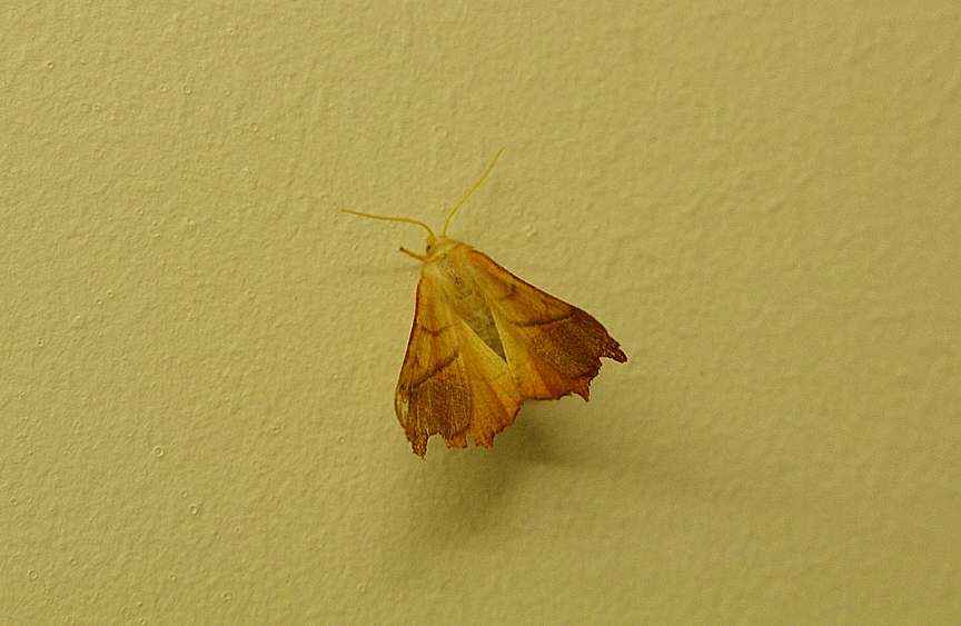 DUSKY THORNE ( Ennomosfascantaria ) , TOPSHAM , DEVON , 20 , 9 , 2018.JPG