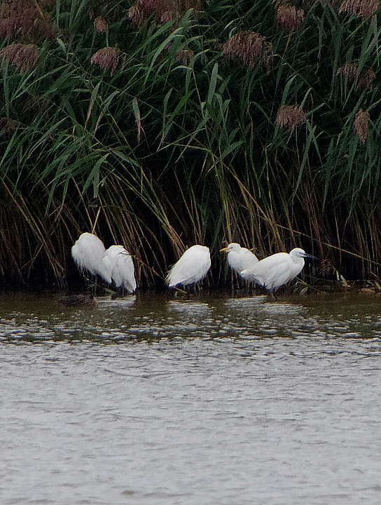 CATTLE EGRET . BOWLING GREEN MARSH . TOPSHAM . DEVON . ENGLAND . 17 / 9 / 2018