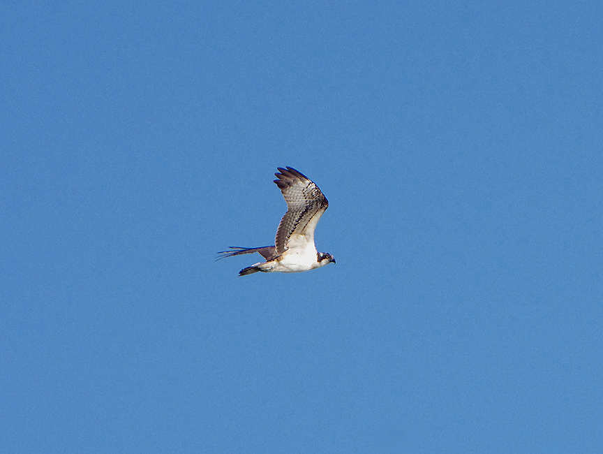 OSPREY . BOWLING GREEN MARSH . TOPSHAM . DEVON . 10 / 10 / 2018