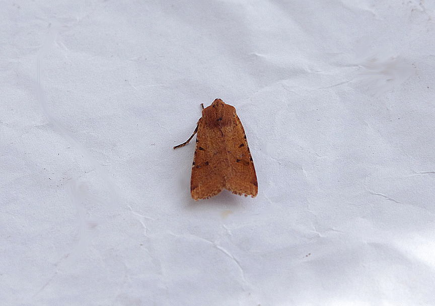 BEADED CHESTNUT ( Agrochola lychnidis ) . TOPSHAM . DEVON . ENGLAND . 13 . 10 . 2018