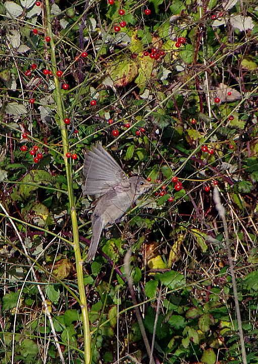 BARRED WARBLER . DAWLISH WARREN . DEVON . ENGLAND . 18 / 10 / 2018