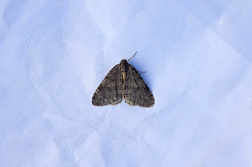 NOVEMBER MOTH ( Epirrita dilutata ) . TOPSHAM . DEVON . 21 / 10 / 2018