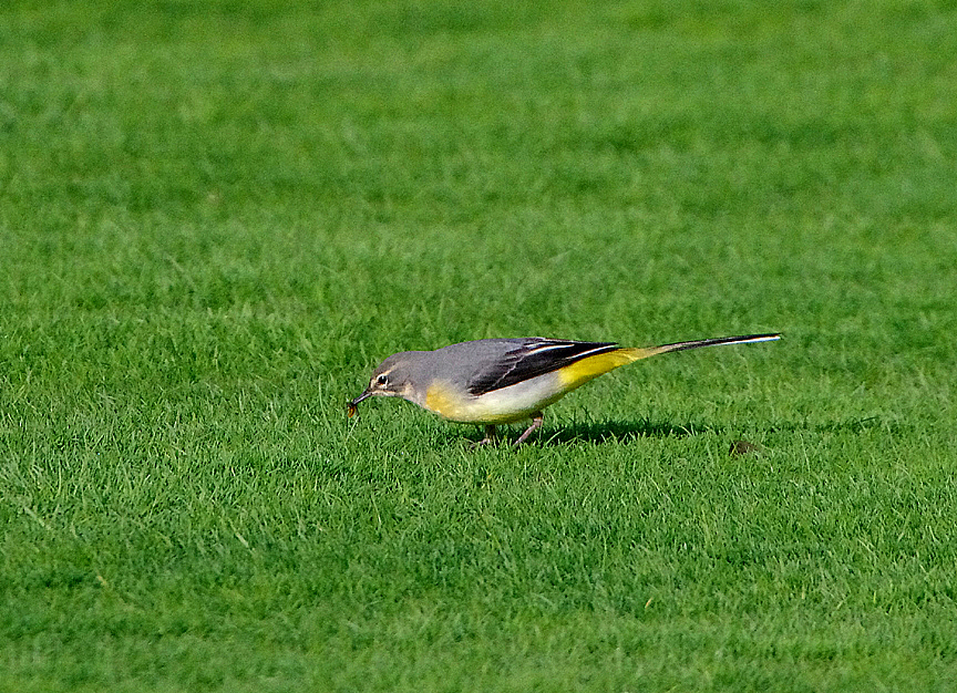 GREY WAGTAIL . TOPSHAM BOWLES CLUB . DEVON . 28 . 10 . 2018