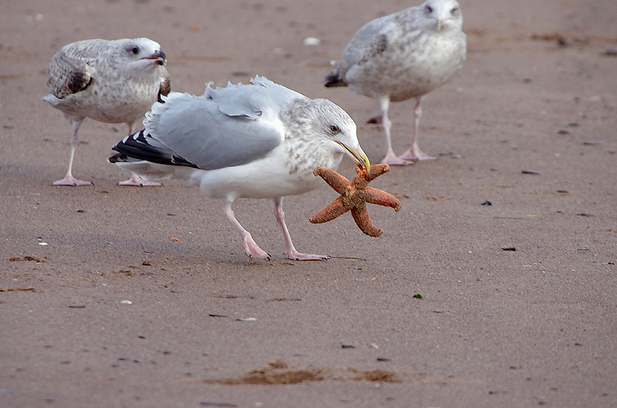 HERRING GULL . EXMOUTH . DEVON . 8 . 11 . 2018