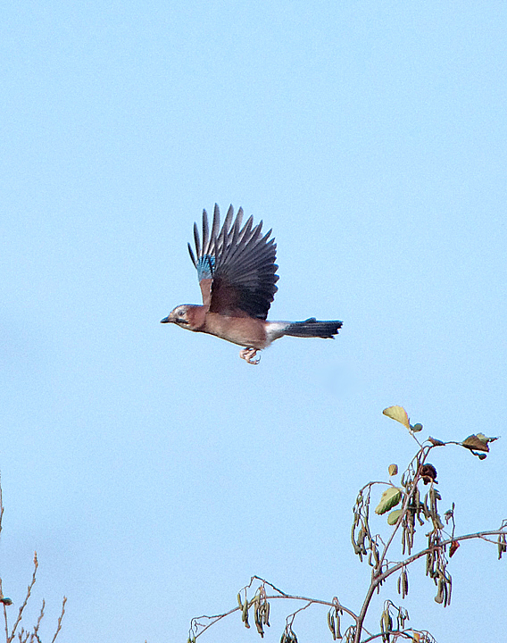 EURASIAN JAY . BOWLING GREEN MARSH . TOPSHAM . DEVON . 13 . 11 . 2018