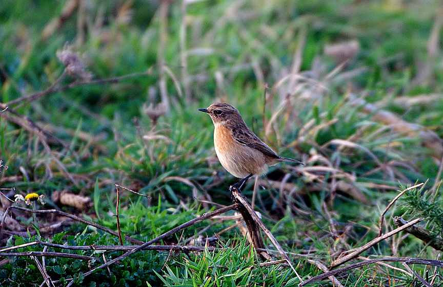 COMMON STONECHAT . TREVOSE HEAD . CORNWALL . 17 . 11 . 2018