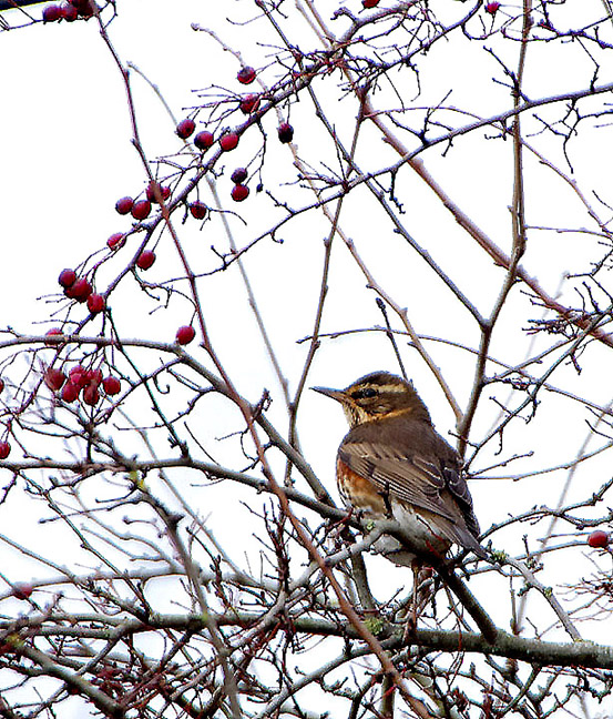 REDWING . THE EXMINSTER MARSHES . DEVON . 20 / 11 / 2018