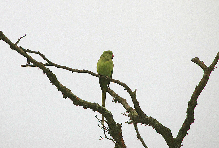 ROSE-RINGED PARAKEET , EXMOUTH , DEVON , ENGLAND , 6 , 1 , 2018