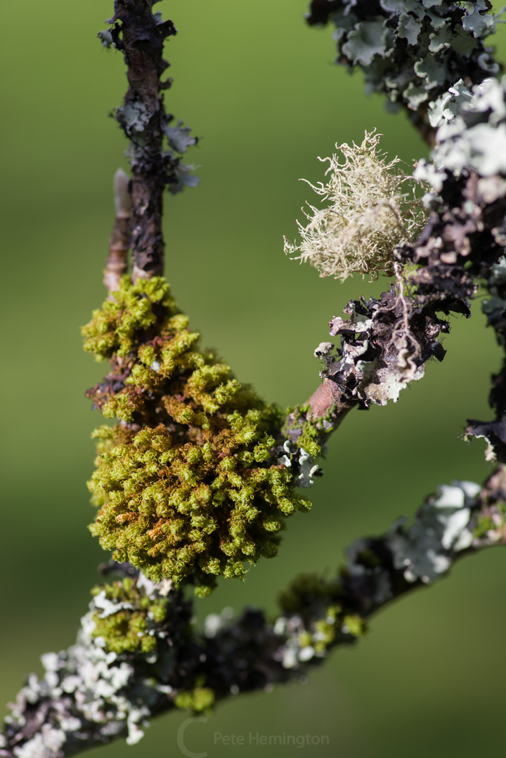 Fungi close up