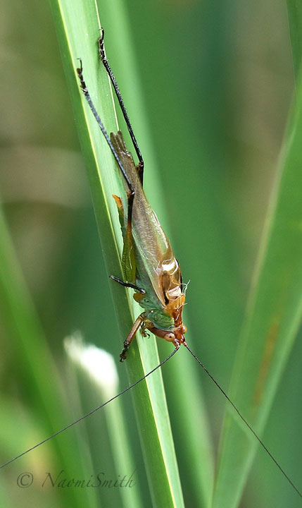 Orchelimum nigripes - male S17 #4193