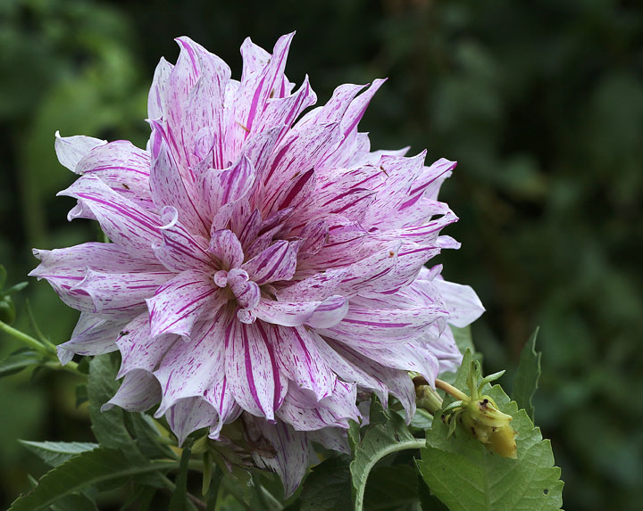 Dahlia Bristol Stripe O17 #1239