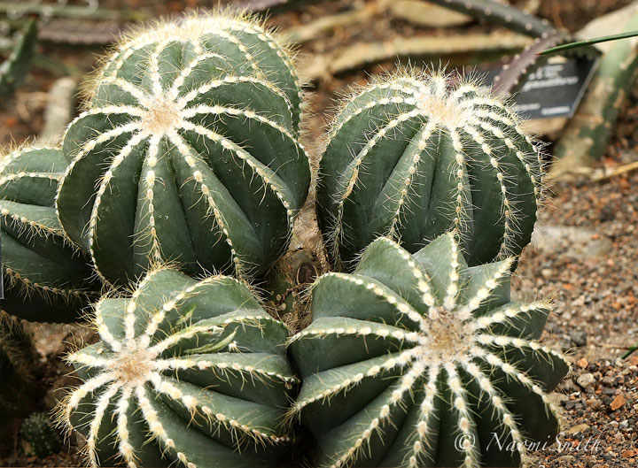 Notocactus magnificus MR18 #4205