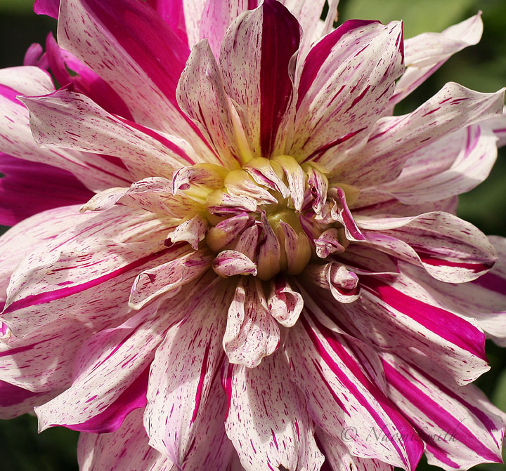 Dahlia Bristol Stripe AU17 #1257