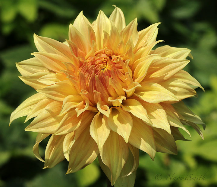 Dahlia Bonaventure AU18 #2817