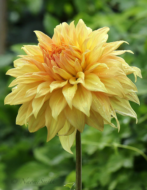 Dahlia Bonaventure AU18 #2874