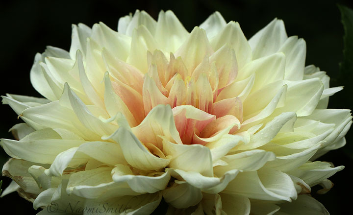 Dahlia Breakout S18 #6836