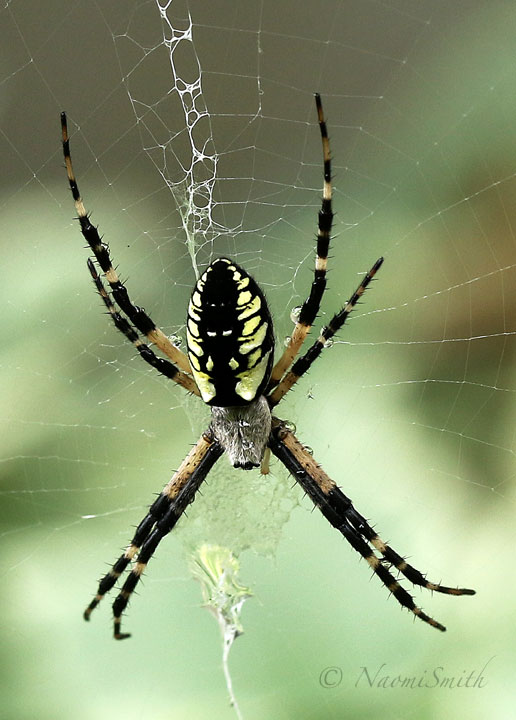 Black and Yellow Argiope AU18 #3111