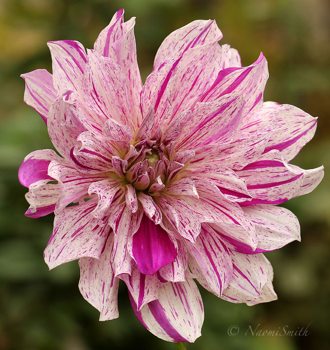 Dahlia Bristol Stripe O18 #9214