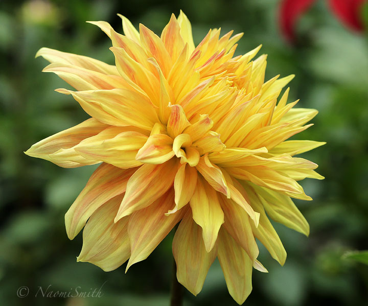 Dahlia Bonaventure #7703 S18 