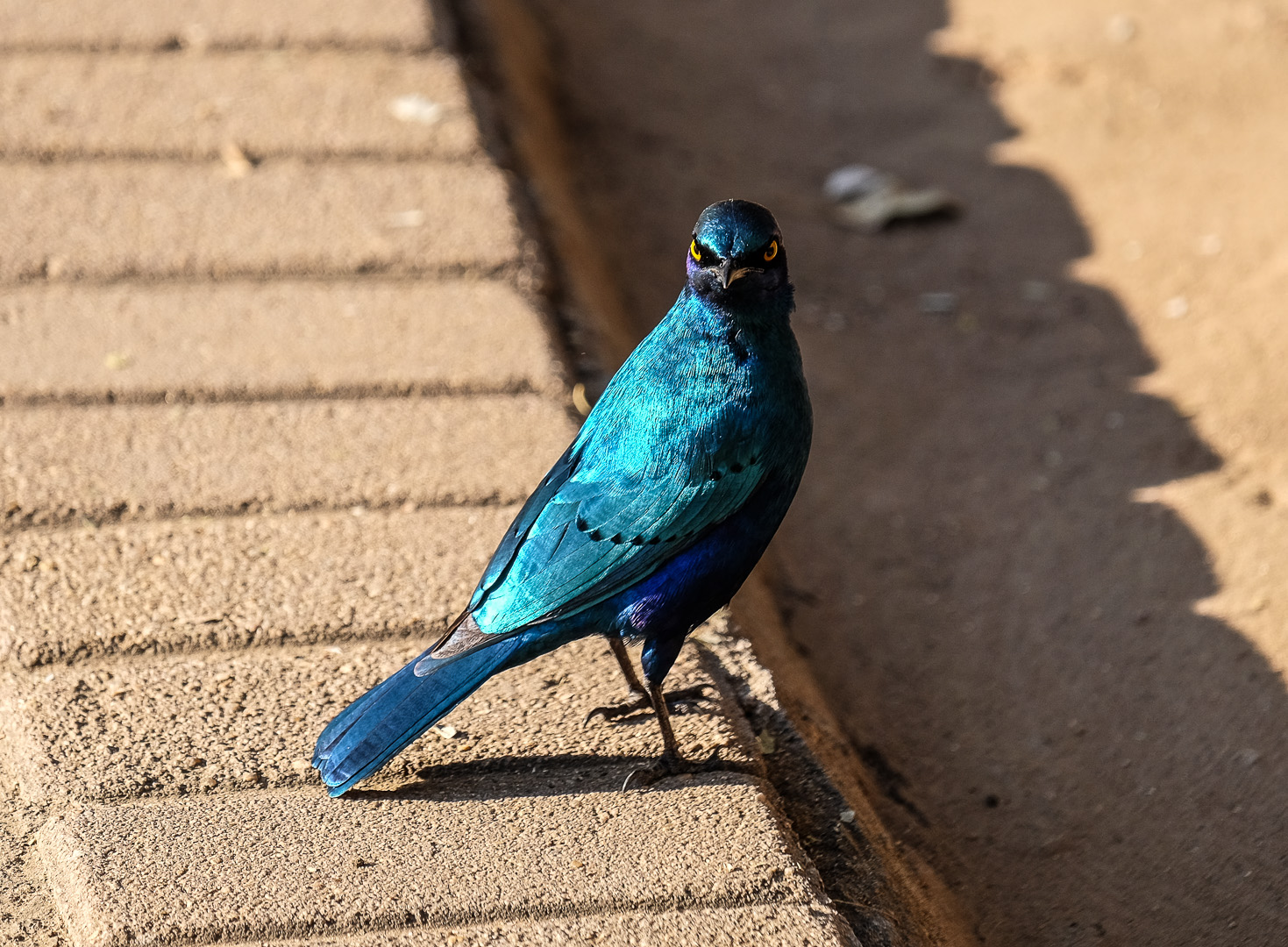 Kruger national park
