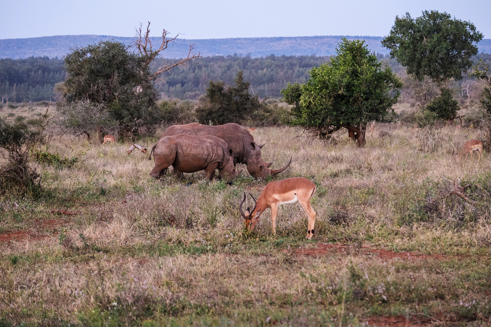 Kruger national park