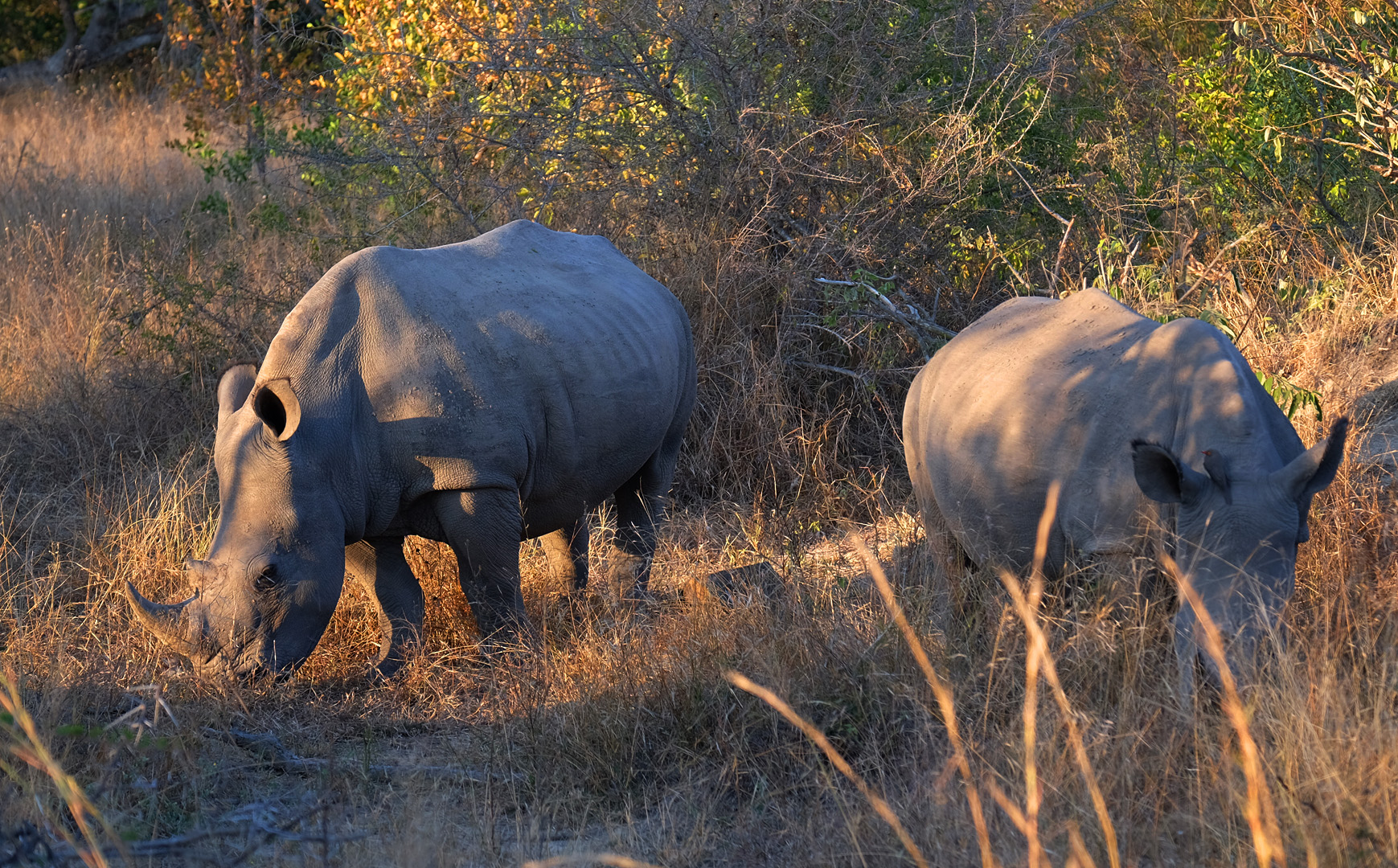 Kruger national park