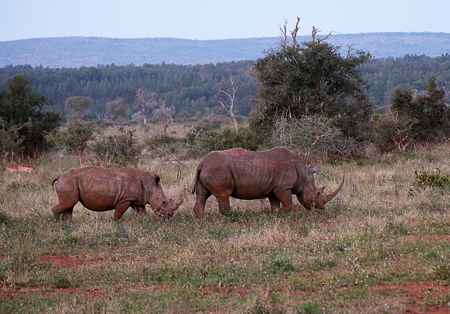 Kruger national park