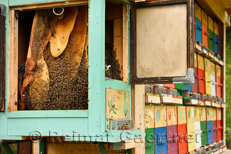Honeycombs of Carnolian bees in open beehive with colorful painted apiary boxes at Kralov Med in Selo near Bled Slovenia in Spri