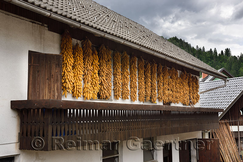 Corn on the cob hanging to dry under the eaves of a stone tile roof house with balcony in Selo village at Bled Slovenia 