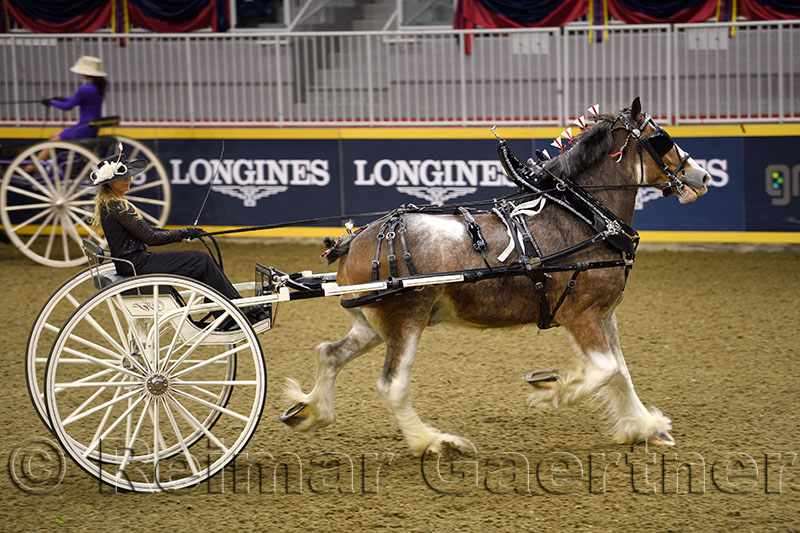 Woman driving a draft horse at the NASHHCS Classic Cart Series at the Royal Horse Show Ricoh Coliseum Exhibition Place Toronto