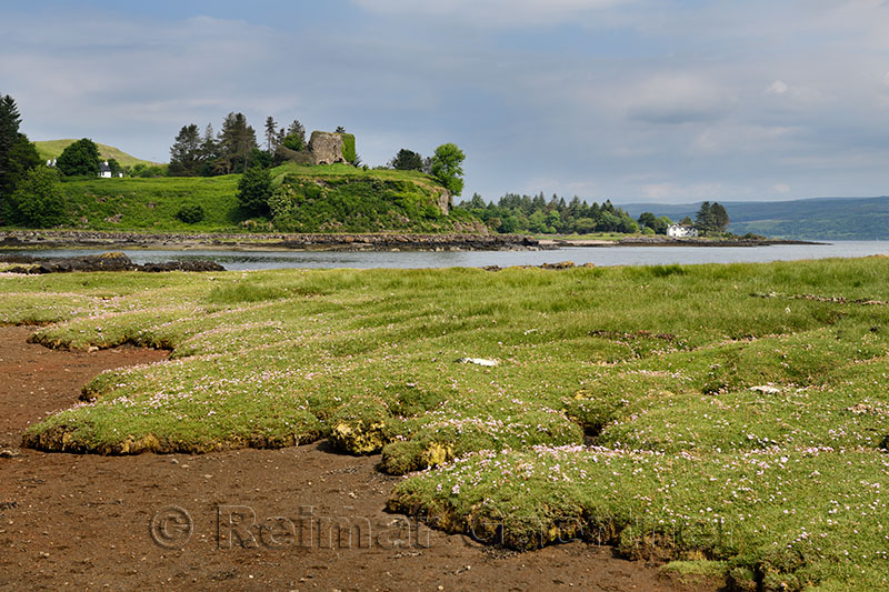 Salt marsh grass with Sea Thrift on shore of Sound of Mull with Aros Castle ruin near Salem Isle of Mull Inner Hebrides Scotland