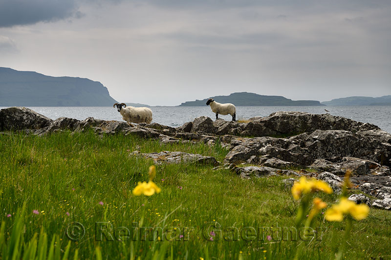Scottish Blackface sheep lamb and mother shedding fleece at the shore of Lach Na Keal with Eorsa Island on Isle of Mull Scotland