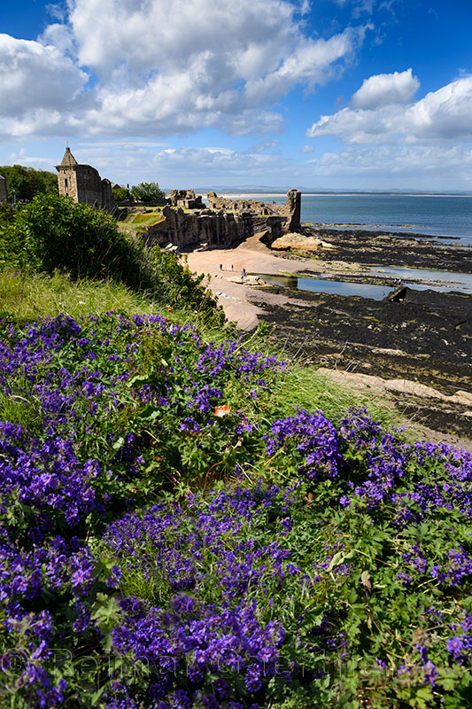 St Andrews Castle ruins on rocky North Sea coast overlooking Castle Sands beach in St Andrews Fife Scotland UK with purple geran