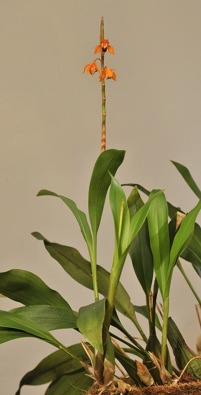 Coelogyne ecarinata