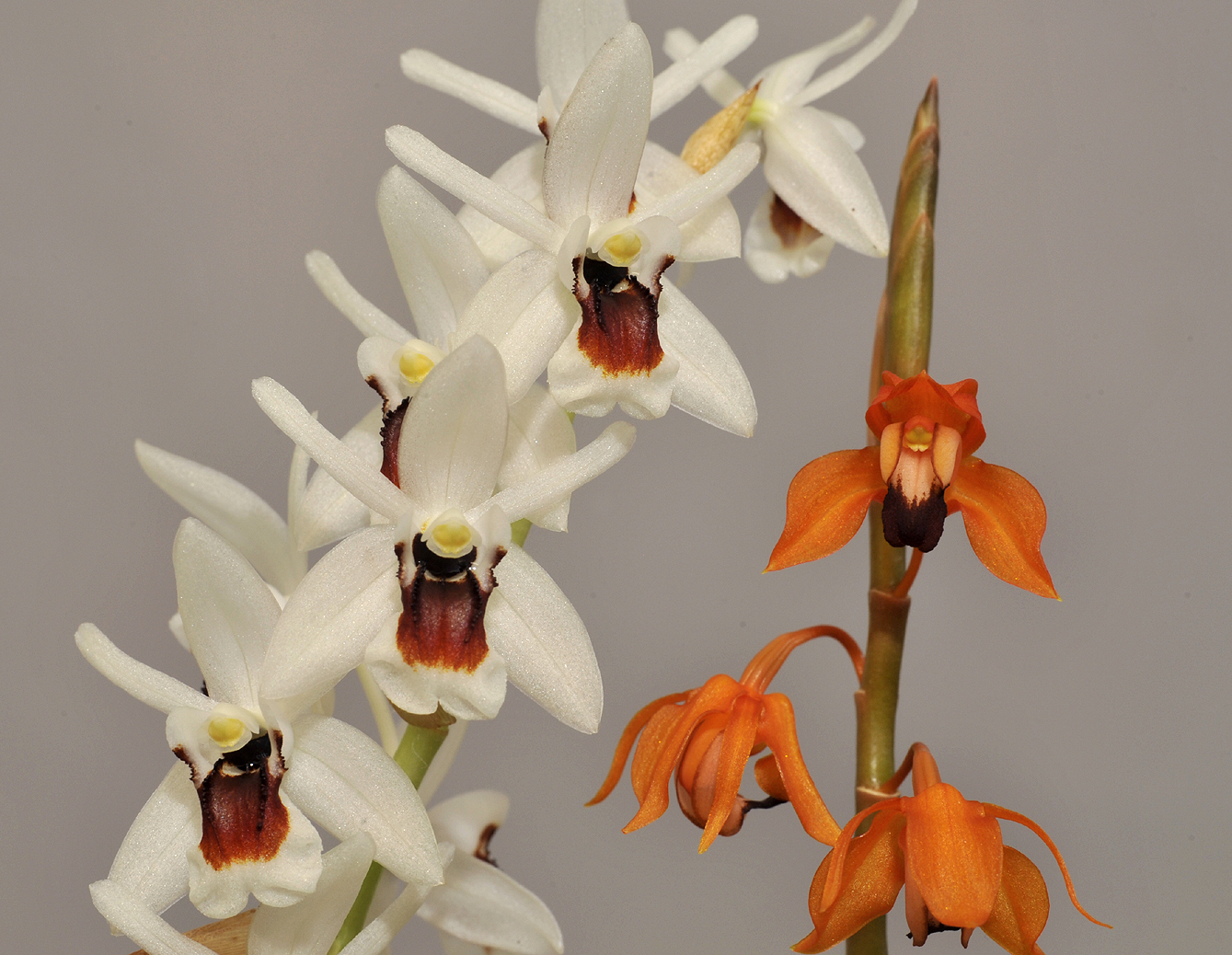 Coelogyne pulchella and Coelogyne ecarinata. Closer.