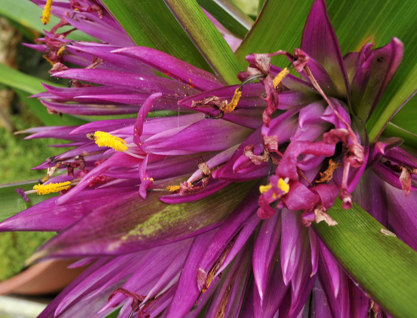 Aratitiyopea lopezii. Close-up.