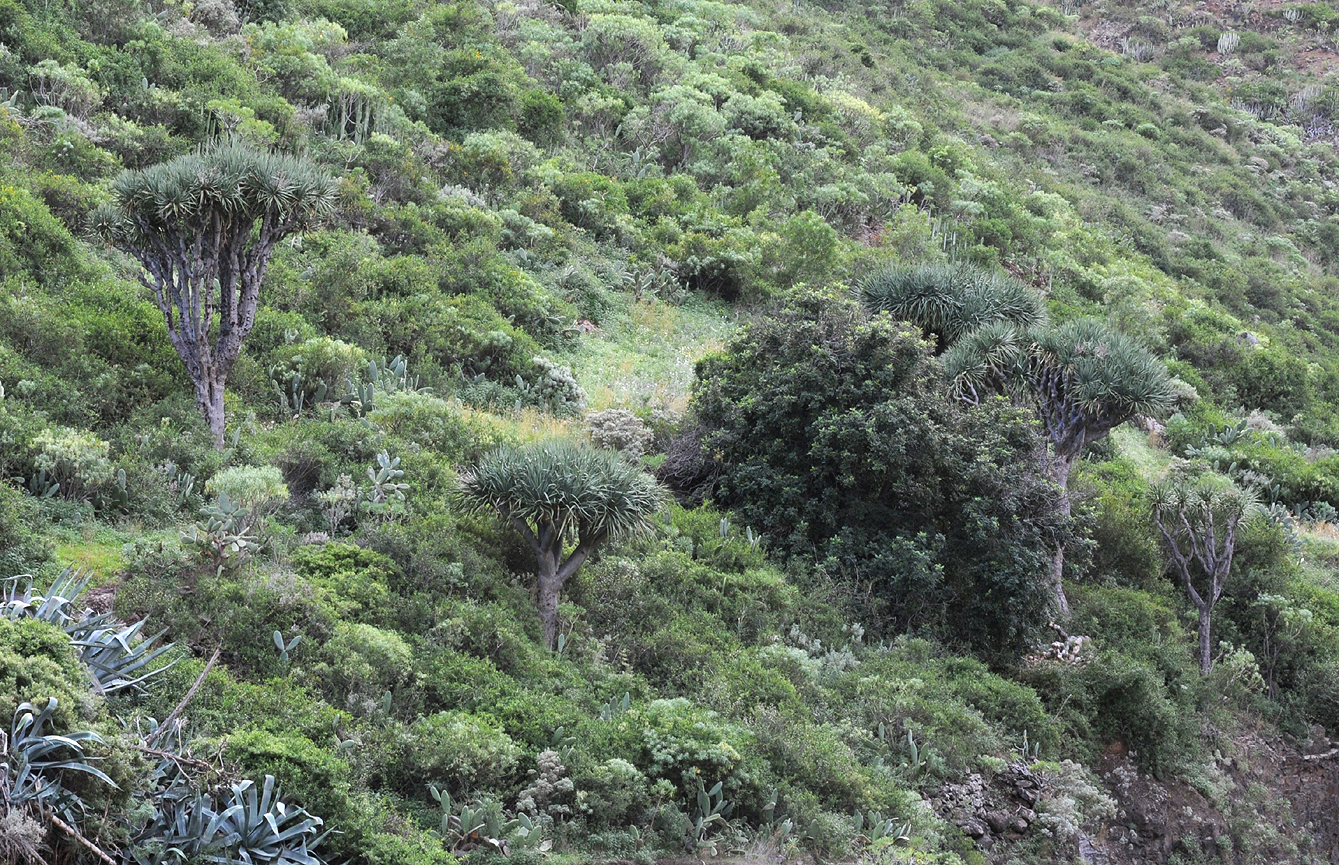 Dracaena draco. In habitat.